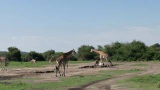 preview picture of video 'Giraffe and Zebra at Lake Mburo National Park, Uganda'