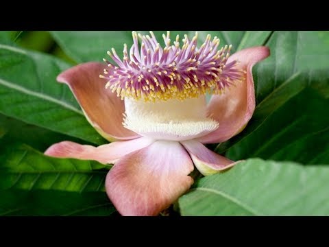 download lagu mp3 mp4 Very Fragrant Flowers, download lagu Very Fragrant Flowers gratis, unduh video klip Very Fragrant Flowers
