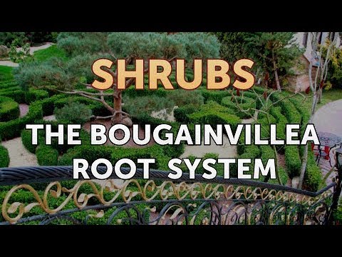 How to Prune a Bottlebrush Shrub