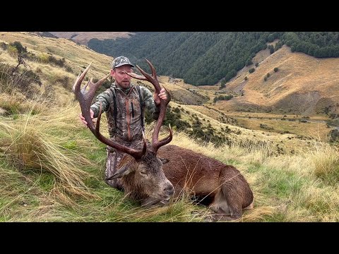 Free Range Red Stag Hunting South Island New Zealand.  Big Tops is Down!