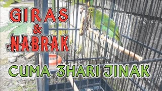 Download lagu CARA CEPAT MENJINAKAN CUCAK IJO GIRAS || Tehnik Terapi Lapar Yang Benar Anti Grabakan Dan Nabrak mp3