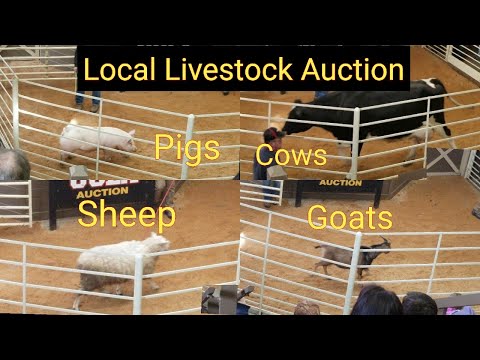Local Livestock Auction | Cows | Sheep | Goats | Pigs