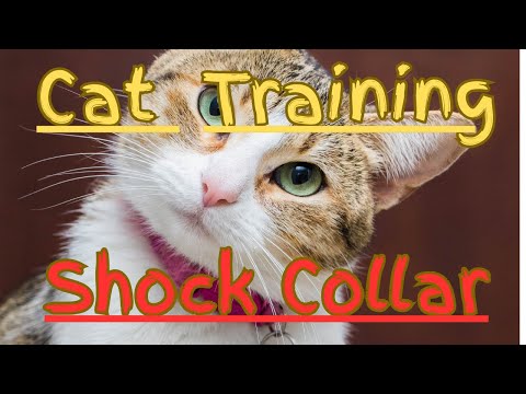 Cat Training Shock Collar – Does it Really Work?