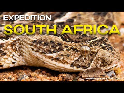 Reptiles & Amphibians of SOUTH AFRICA (Herping Expedition 2022)