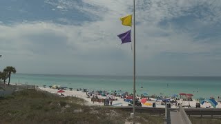 South Walton purple flags: how to handle jellies