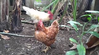 Download lagu Percobaan  Kawin Silang Ayam Boiler vs Ayam Petelur Afkir #antalah83 mp3