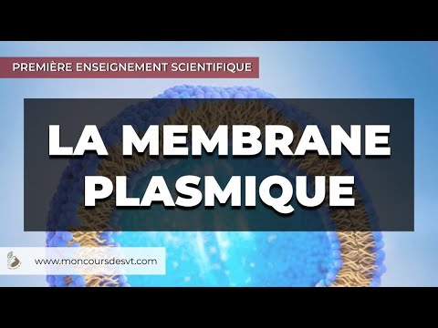 La membrane plasmique - Première Enseignement scientifique