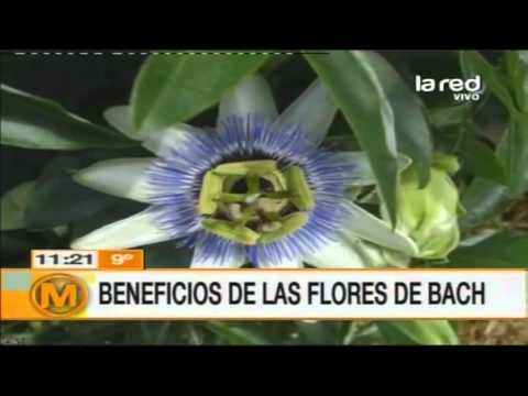 Qué son las flores de bach?