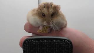 Hamster eating Chex ASMR