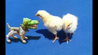 فيلم عصفور السطح التونسي الممنوع للكبار فقط مجاني Mp3