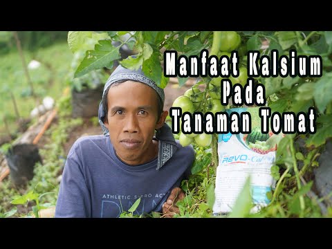 , title : 'Manfaat Kalsium Karbonat pada Tanaman Tomat, Petani Sayuran Perlu Tahu'