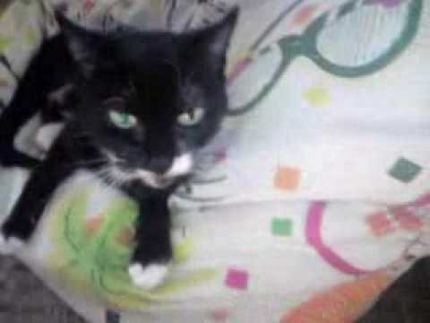 aufwachende terror Mietze!