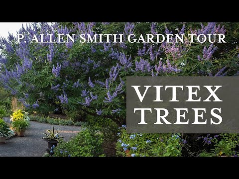 Vitex Trees 101