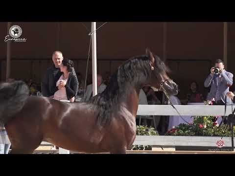 European Championship 2020 - Kahil Al Shaqab