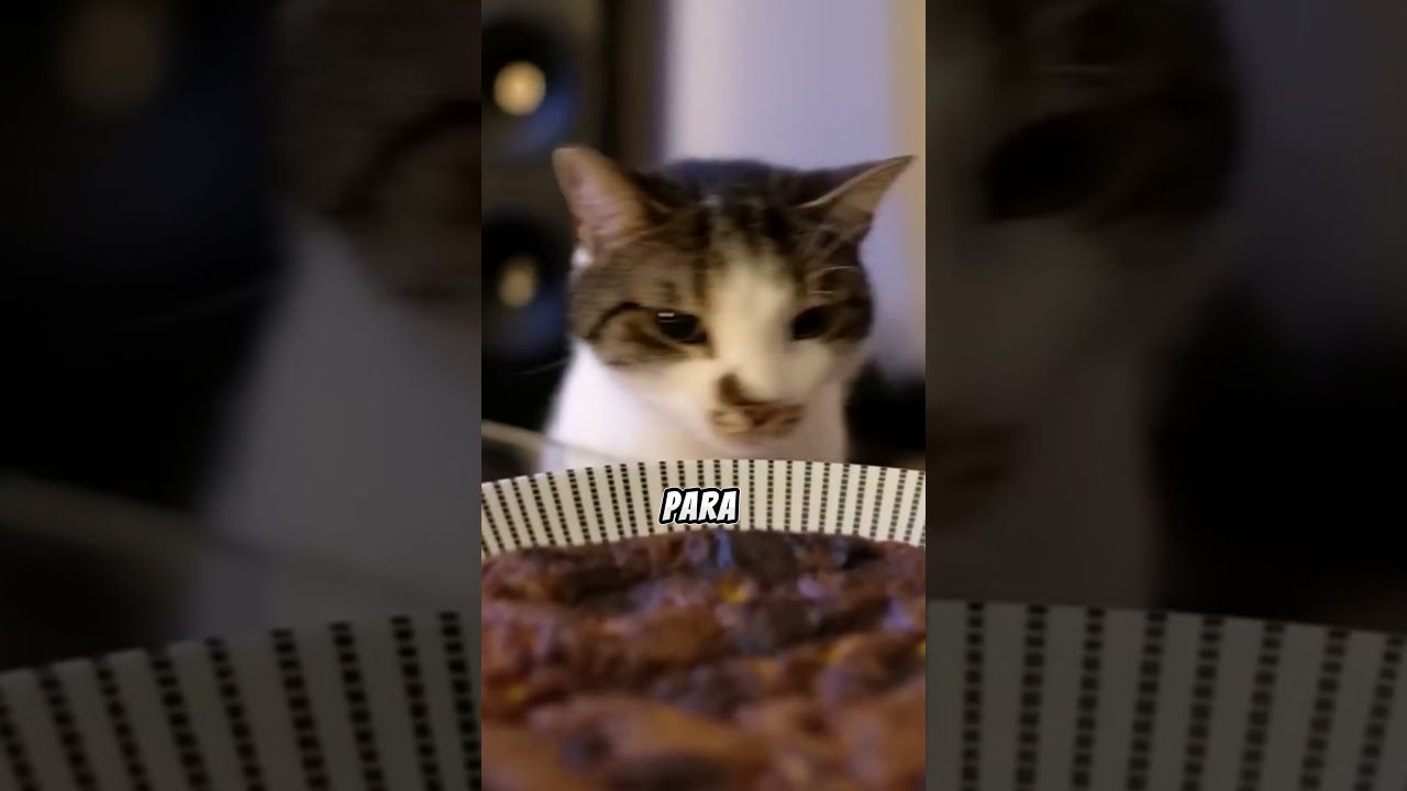 O tédio pode ser fatal para os gatos! #gatos #gatobranco #gato #felinos #yourcat #pets #yourpet