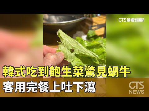 韓式吃到飽生菜驚見蝸牛　客用完餐上吐下瀉