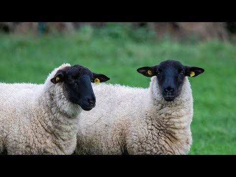 Ovelhas Berrando - Rebanho de Ovelhas - Som da Ovelha