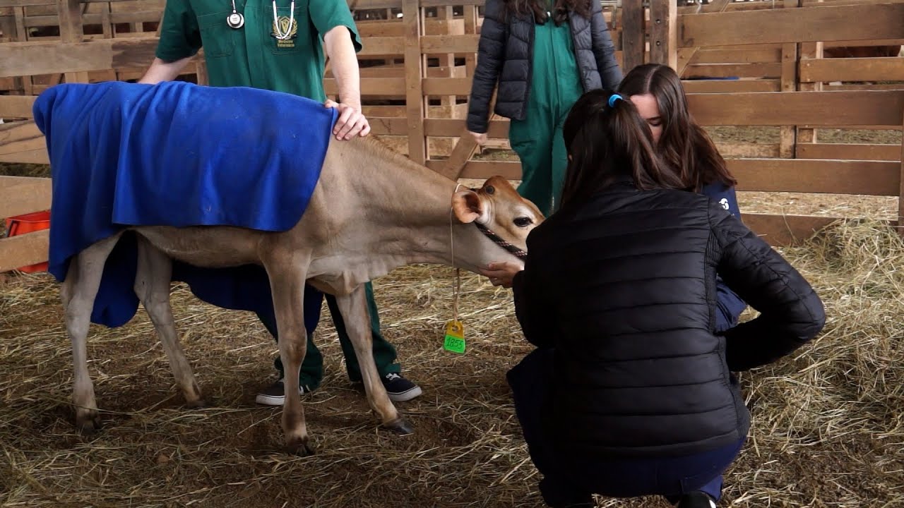 UFRGS na Expointer 2024 - Acontece na UFRGS