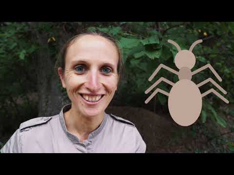 LES KLOROFIL - Kloro'live - Partir à la découverte des fourmis