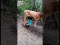 Cow Milk Boy