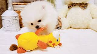 ポメラニアンの動画02