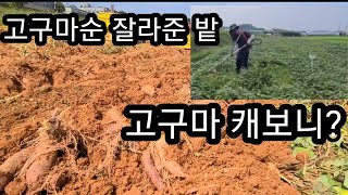 7월에 예초기로 무성한 고구마잎 잘라 준곳 캐보니 ~