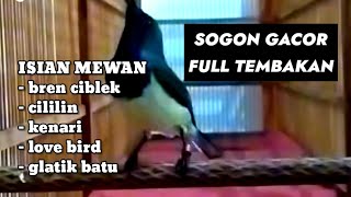 Download lagu Sogon gacor isian cililin, cigun bikin sogon lain terpancing emosi bunyi mp3 Download lagu Sogon gacor isian cililin, cigun bikin sogon lain terpancing emosi bunyi mp3
