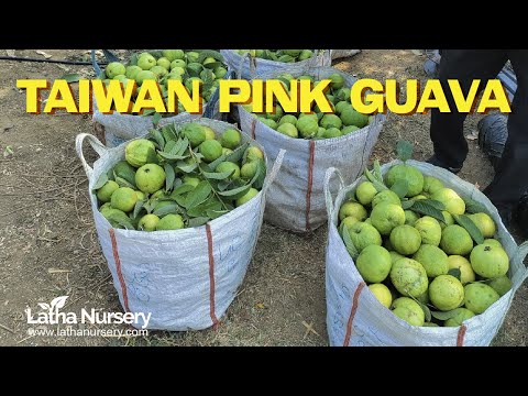 have you ever tasted a Taiwan Pink Guava? | Latha Nursery | Embrace the joy of cultivating