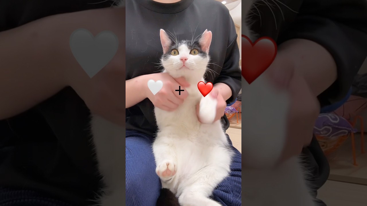 実はこの甘えん坊の子猫ちゃん…〇〇なんです！！！