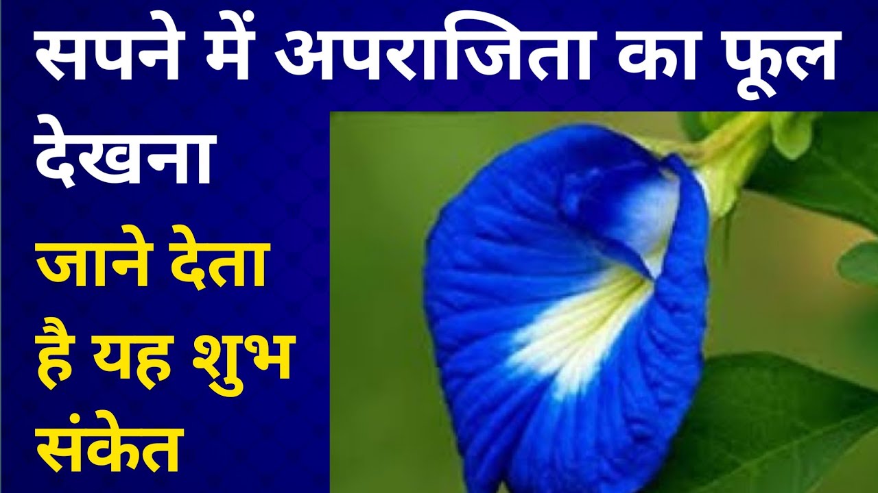 सपने में अपराजिता का फूल देखना | sapne me aprajita ka phool dekhna