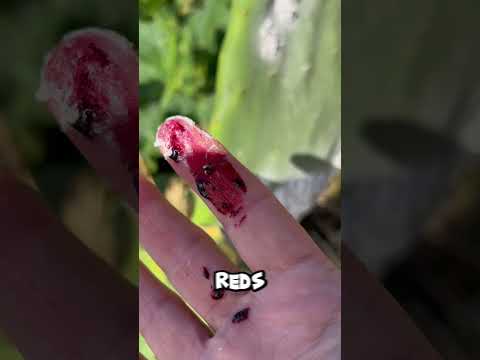 We've All Eaten THIS Without Knowing! 😳