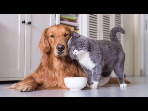 The Crazy Costs of Cat vs. Dog Ownership