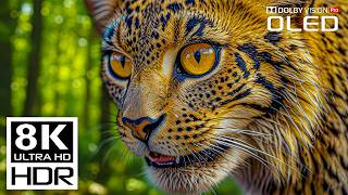 Download lagu UNBELIEVABLE 8K Videos | Dolby Vision 8K HDR 120fps mp3