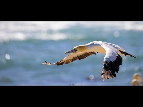Cape Gannet Bird Island Lamberts Bay