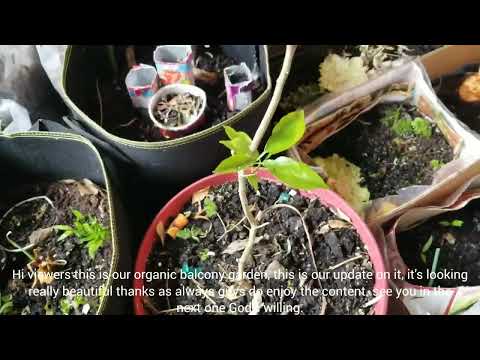 How I grow my own organic veggies & herbs in Canada + caring for the garden and giving an update