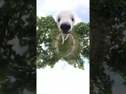 Dog Steals the Camera