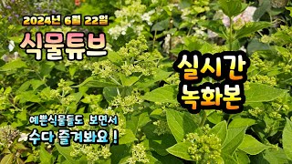 2024년 6월 22일  예쁜식물들 보면서 랜선으로 아이쇼핑하면서  수다즐겨봐요. #양재꽃시장 #식물튜브 #…