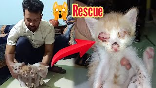 Billo Rani Ka Bacho 🐱 Ki Ankho Ko Kya Ho Gaya - Kitten Eyes 😭 Damage - Cat Babies Rescue - 3mbvlogs
