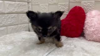 チワワ（ロング）の動画01