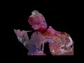 Bad Octopus Bad Apple Datamosh
