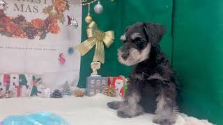 ミニチュアシュナウザーの動画01