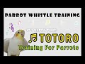 TOTORO Cockatiel Singing 1Hour│ Whistling Song│Whistle training Parrot music 앵무새가 좋아하는 음악 토토