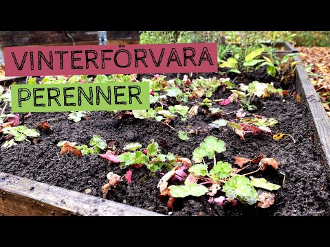 Vinterförvara frösådda PERENNER och omplantering av höstsådd