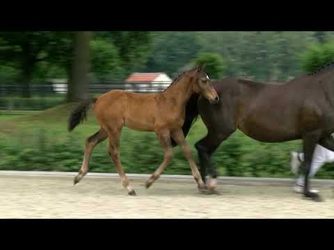 Poelman, Vitalis-Canaster I-Inselfürst