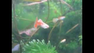 đàn red grass albino