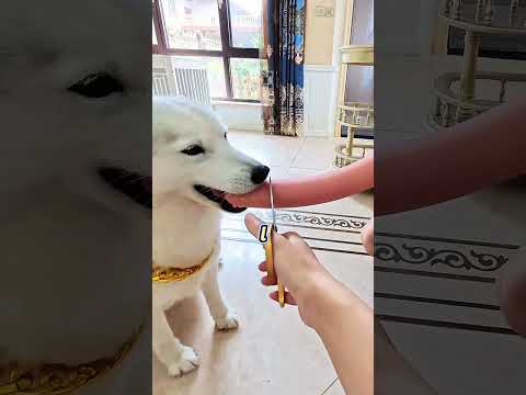 Mon Husky pète un câble à cause des croquettes ! (C'est trop injuste)mini wood toy~