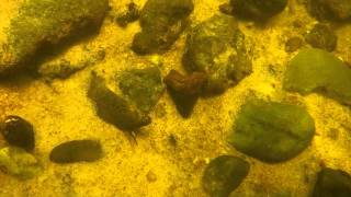 preview picture of video 'Another Mid Summer River Fossil Collecting Trip'