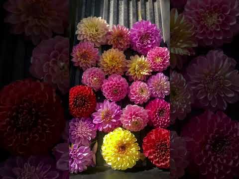 , title : 'How to dry dahlia blooms with silica crystals'
