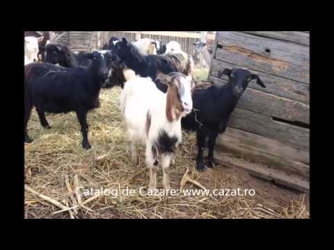 Cazare Paclisa, Alba - Cazat.ro