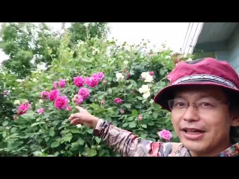 オールドローズ「アメリア」 植物